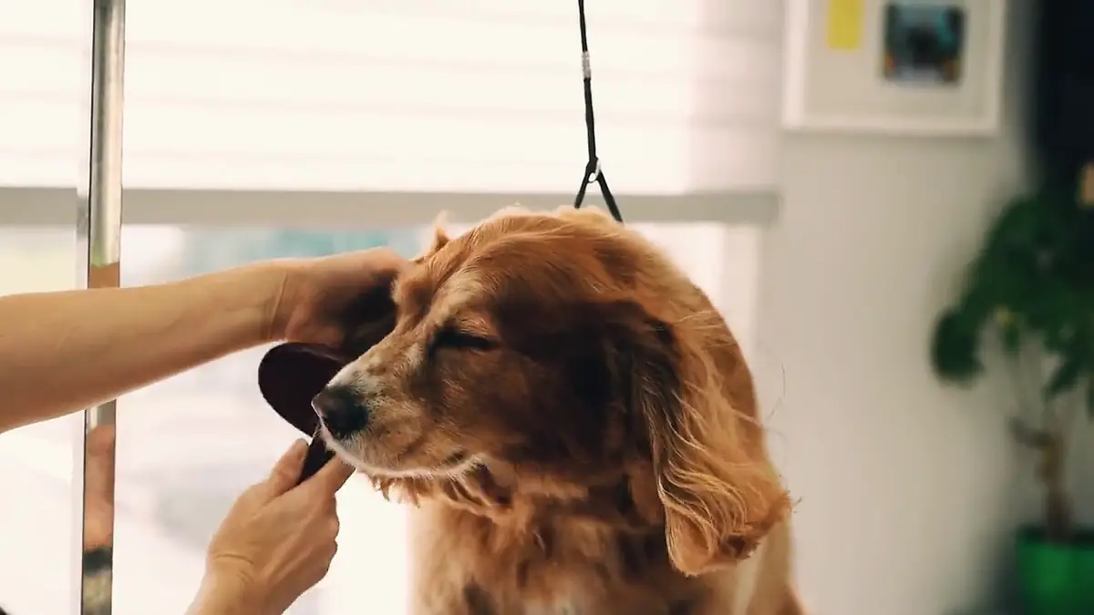 A spaniel being brushed by a groomer's hands in a bright salon.